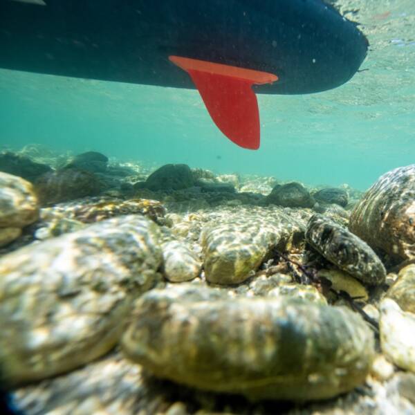 Pinna per SUP Jobe River - immagine 3