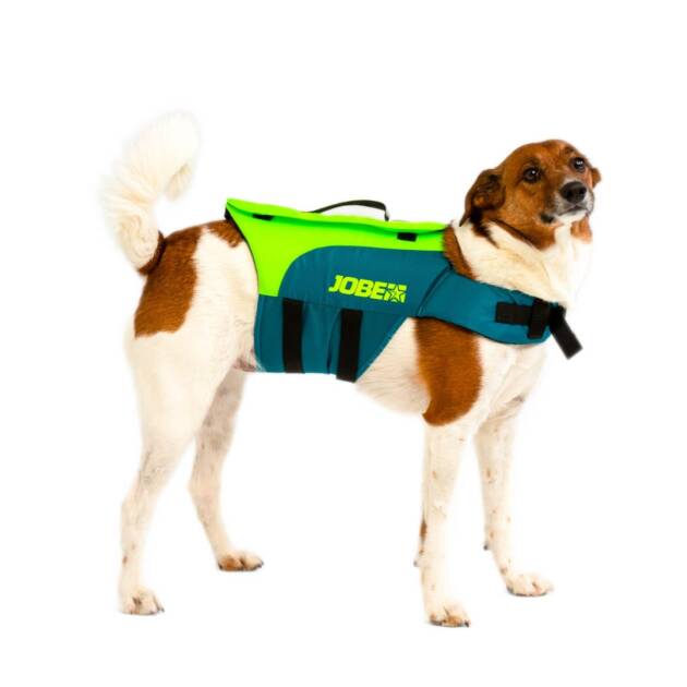 Cane di taglia media che indossa il giubbotto salvagente Jobe colore Lime teal con impugnatura riflettente e cinghie regolabili, in ambiente acquatico luminoso.